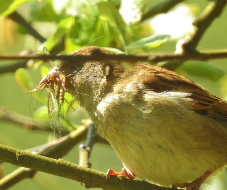 A bird with a bug in its beak amidst green foliage, showcasing the natural pest control by birds.