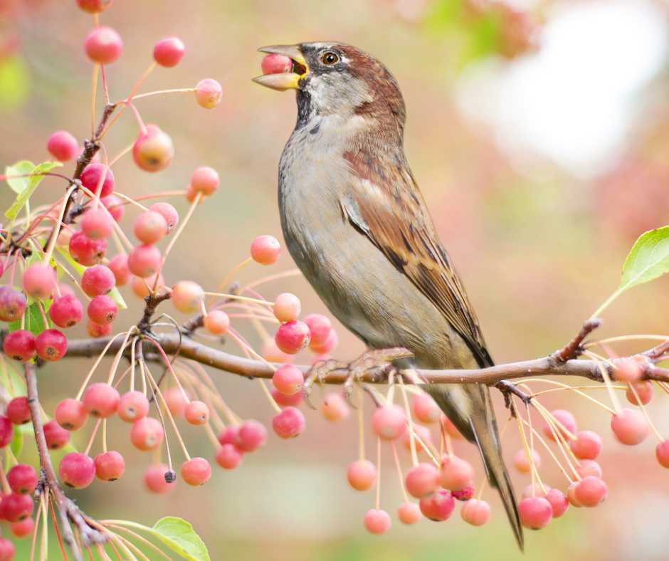 A house sparrow nibbling on ripe berries among the branches, illustrating the interaction between birds and plant life.