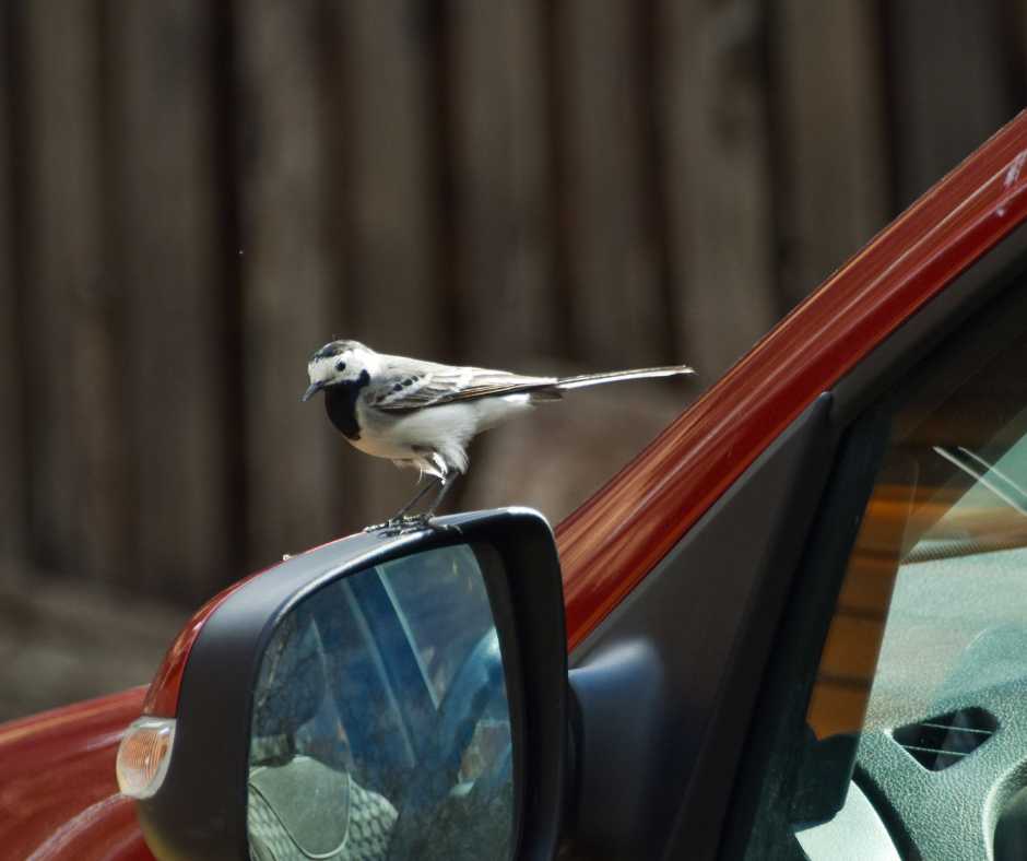 A small bird perched on the side mirror of a red car, representing the adaptability of birds in urban settings.