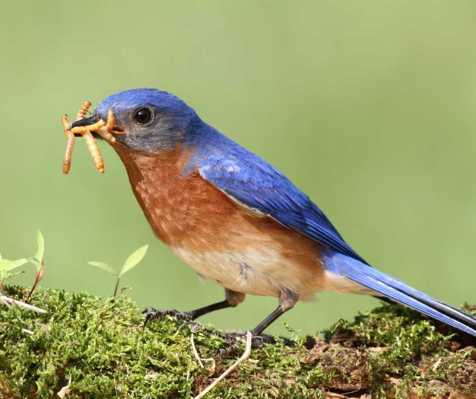 Vibrant bluebird holding multiple bugs in its beak, illustrating 'Bluebirds eat bugs' in a natural setting.