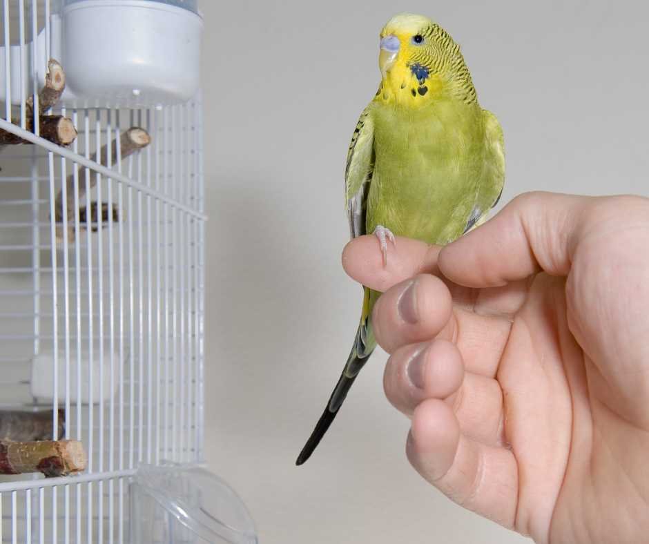 A budgie comfortably perches on a human finger, symbolizing trust and bonding with budgies in a domestic setting.
