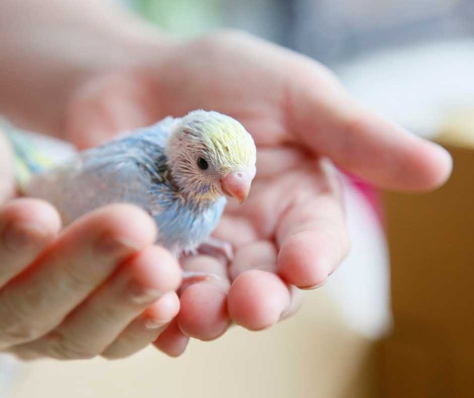 A tender and careful human touch depicted by hands holding a budgie, emphasizing responsible budgie care.