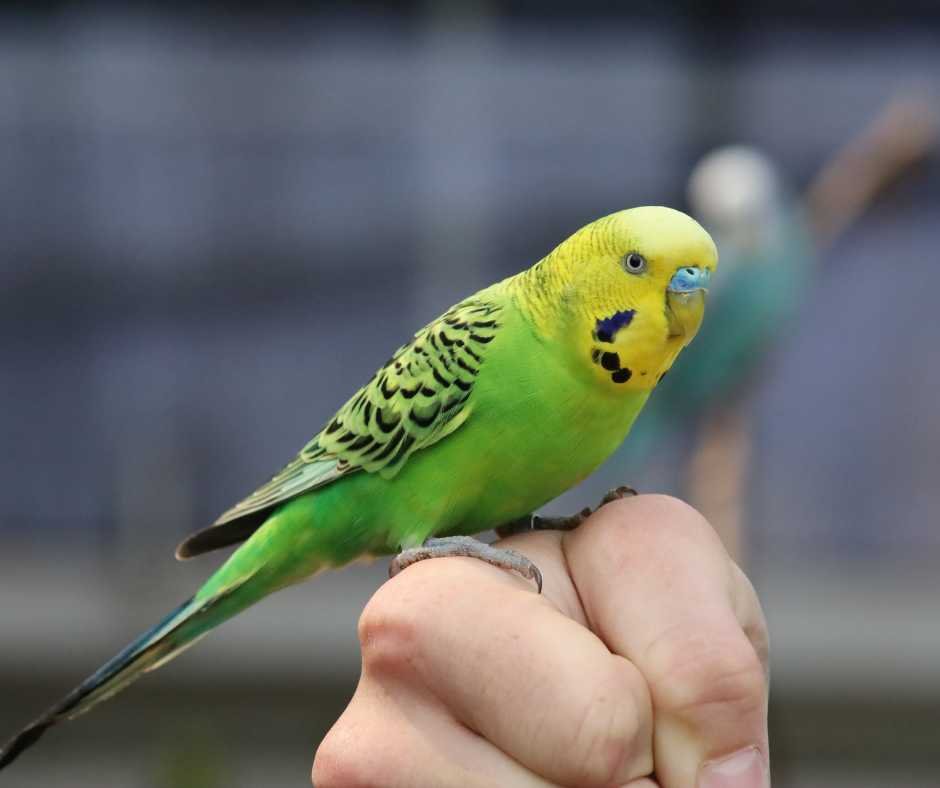 A vivid green budgie perched on a human finger, attentive during a training session.