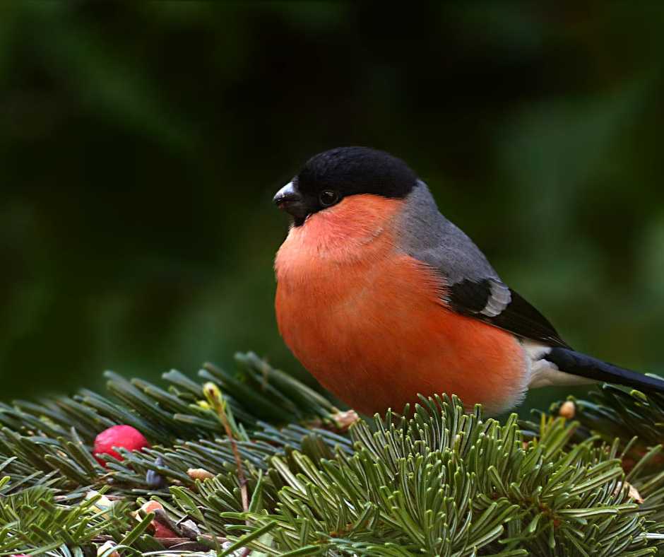 A vibrant Bullfinch bird with a black head and bright orange underparts perched on a green spruce branch in a lush garden.
