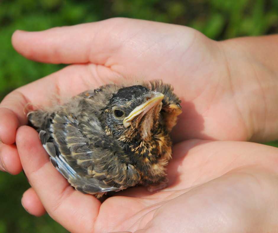 Young injured bird cradled in a person's hands, showing how to care for vulnerable wildlife.