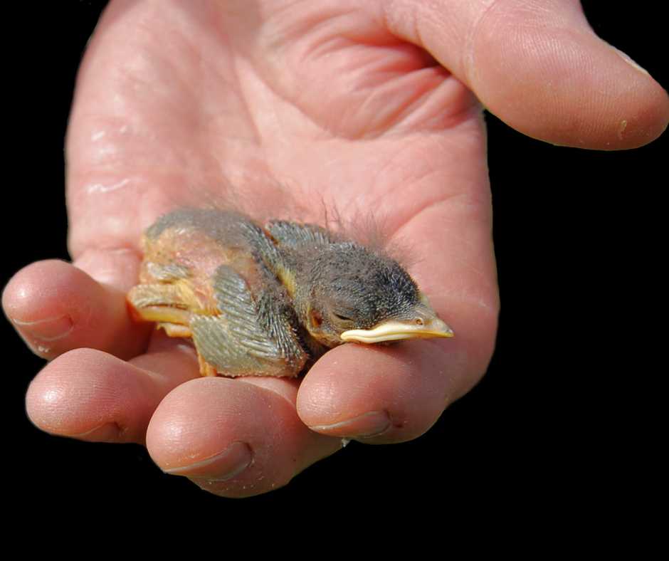 A human hand tenderly cradling a sleeping baby bird, showcasing the gentle nature of caring for juvenile birds.