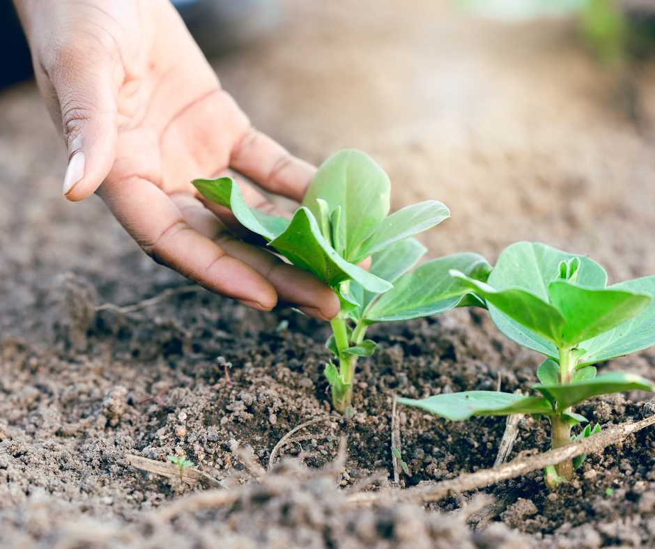 Gardener's hand carefully tending to young green plants in the soil, the first step to creating a bird-friendly garden