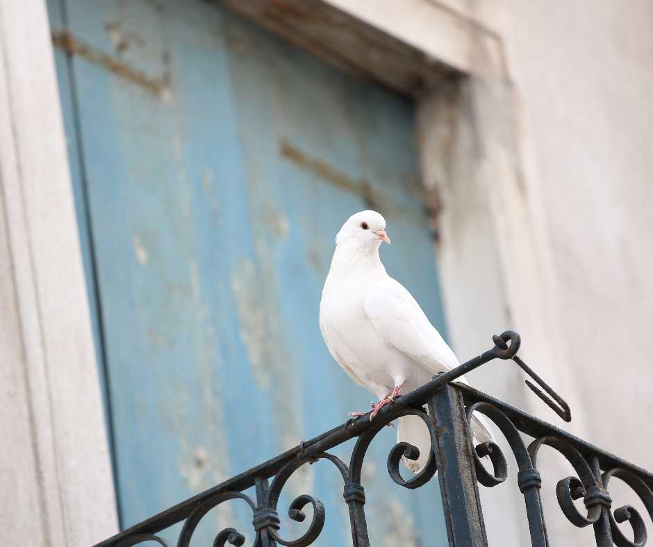 A pristine white dove perched on an ornate black iron railing against a weathered blue door backdrop, symbolizing the serene cohabitation of doves in home environments.