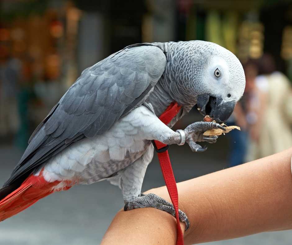 African Grey Parrot eating from the hand of its owner, symbolizing trust and a strong bond.