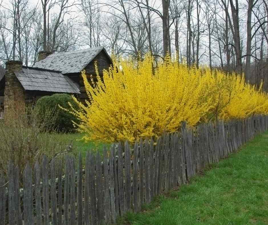 A lush forsythia bush with bright yellow flowers in full bloom in front of a quaint wooden fence in a garden