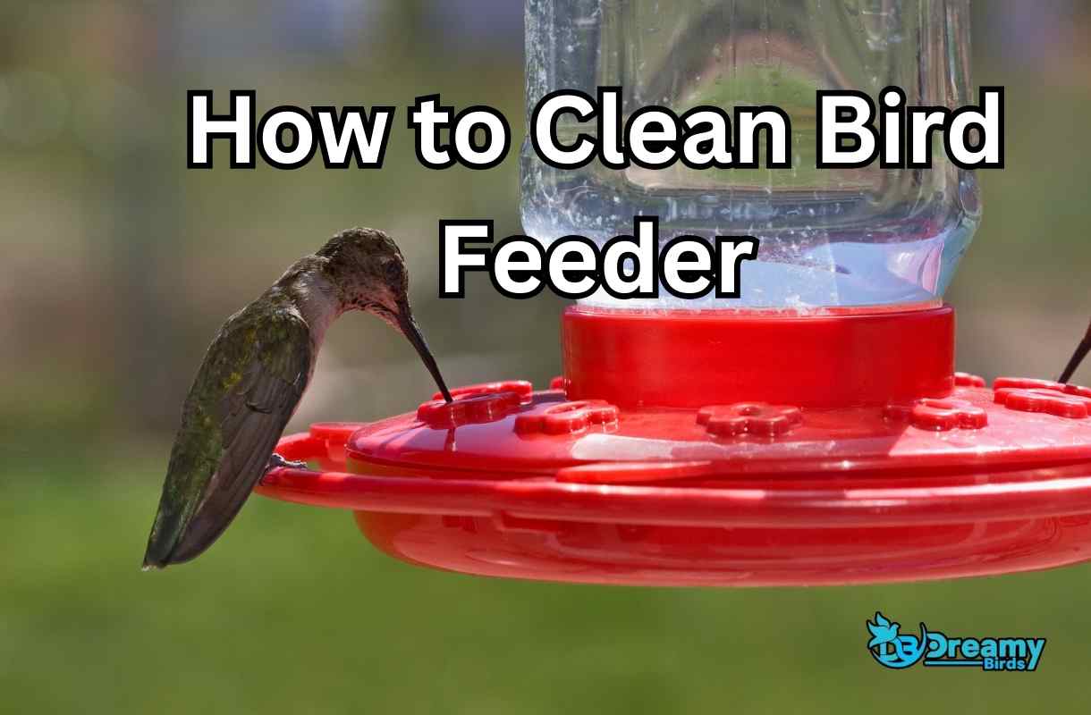 How to Clean Bird Feeder: 4 Simple Tips for Beginners