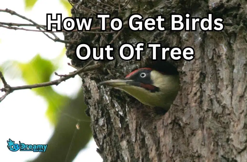 Easy Tips on How to Get Birds Out of Tree Safely