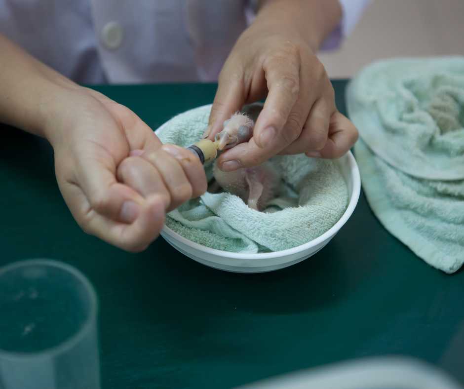 Human gently feeding a baby bird with a syringe