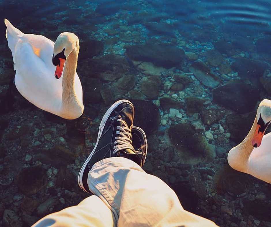 A person sitting by the lake with two swans nearby, illustrating the serene coexistence of humans and swans in a natural setting.