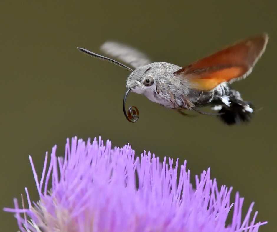 Hummingbird Captured Snacking on an Insect