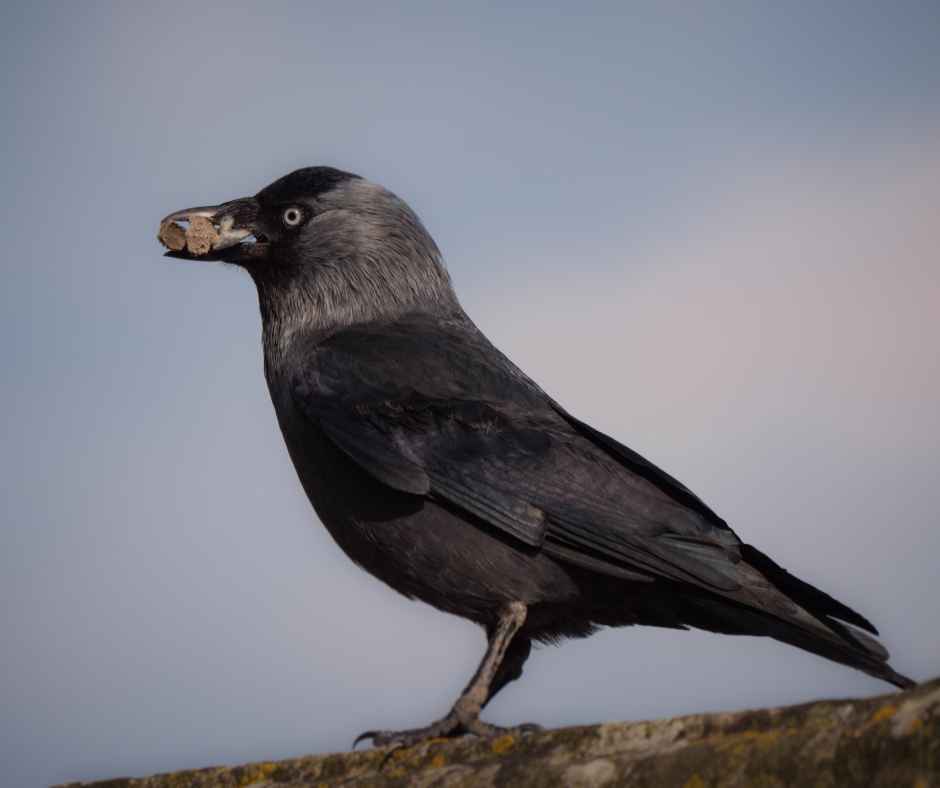 Jackdaw with materials in beak for nest building against a soft background.