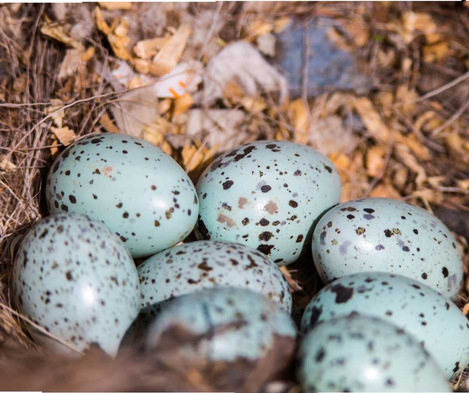 A clutch of speckled jackdaw eggs in a natural nest setting.
