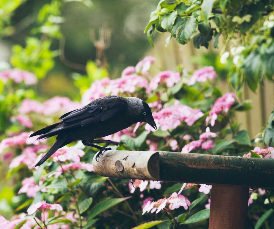 Jackdaw perched in a blooming garden, symbolizing the harmony of wildlife and urban greenery.