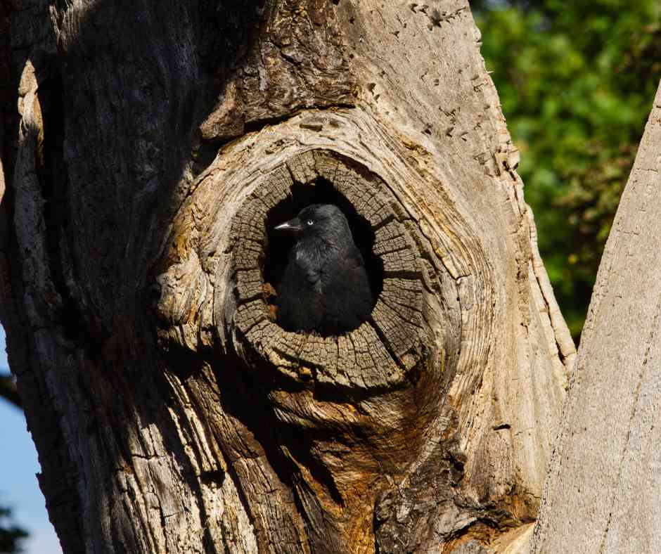 Jackdaw peering out from its nest in a tree cavity.