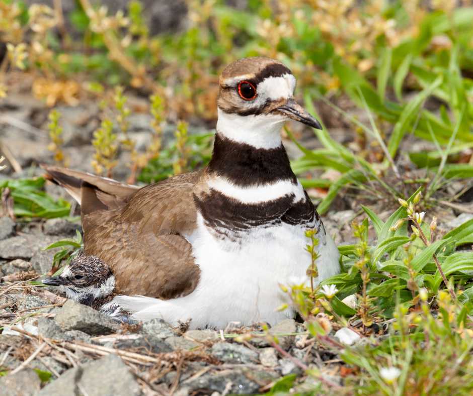 A vigilant killdeer bird with its chick, demonstrating why killdeers choose the ground for nesting amidst natural surroundings.