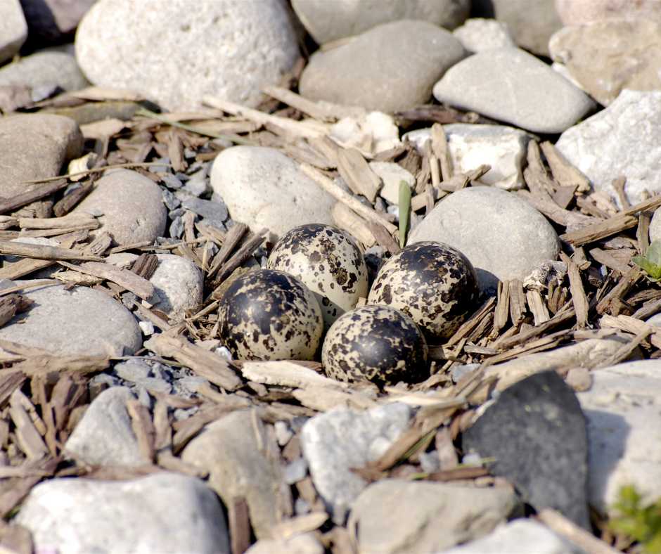 Killdeer eggs expertly camouflaged among gravel and twigs, illustrating the bird's unique adaptation to protect its offspring.