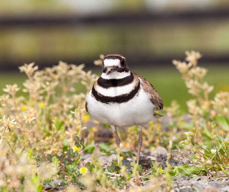 Discover the Secret World of Killdeer Nesting Habits