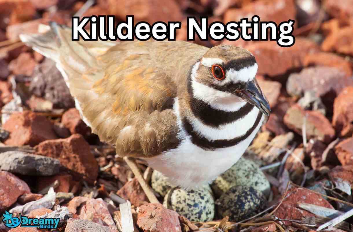 Discover the Secret World of Killdeer Nesting Habits