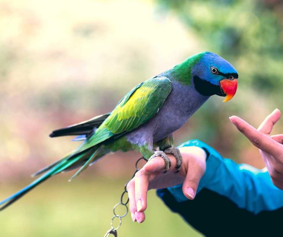 A parrot with vibrant plumage perched on a trainer's hand, illustrating the concept of maintaining patience and adjusting expectations in bird training.