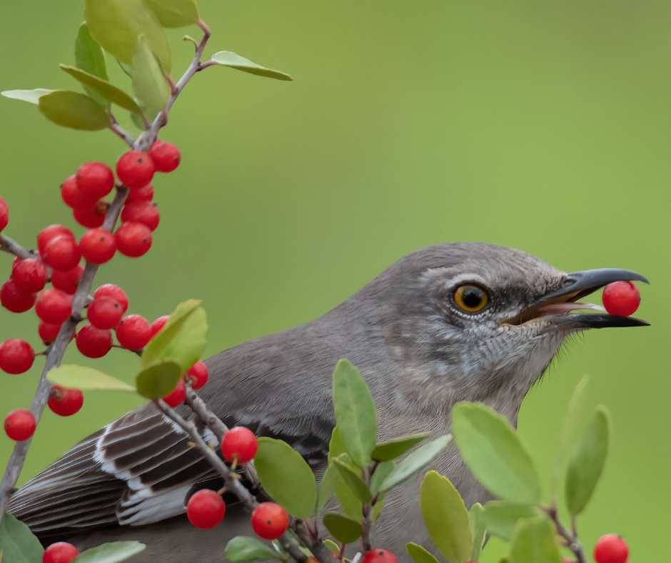 A mockingbird holding a red berry in its beak against a soft green background
