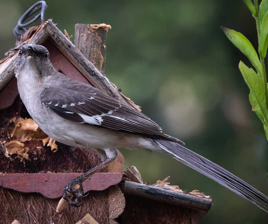 A vigilant mockingbird perched in a garden on a rustic wooden structure, exemplifying common garden wildlife