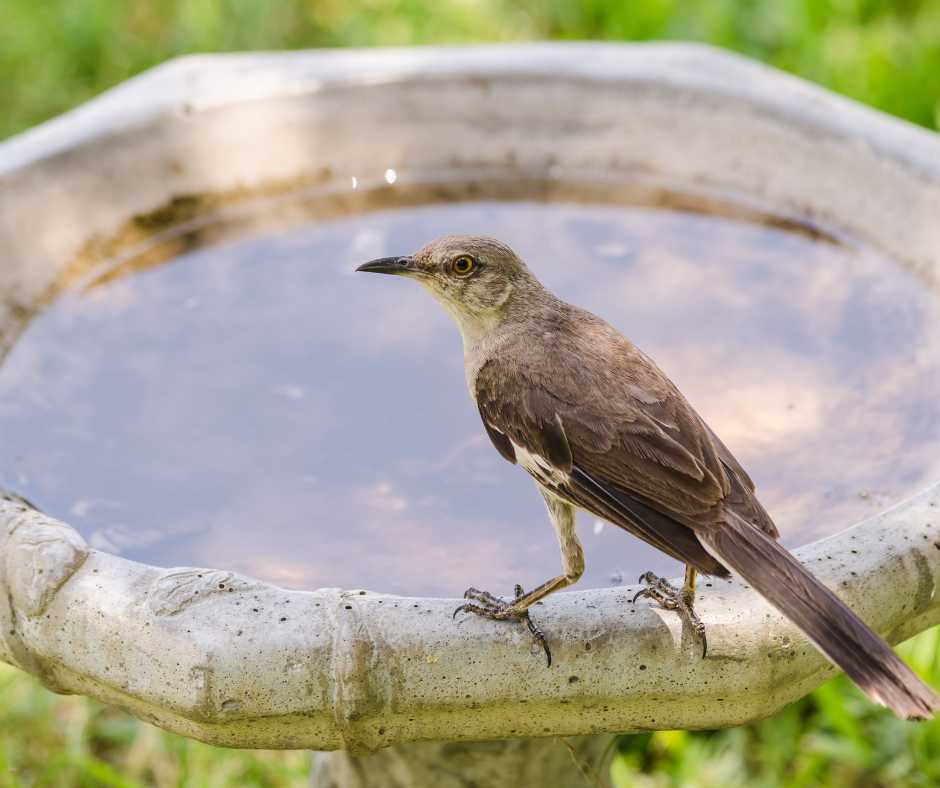 Mockingbirds taking a dip in a garden birdbath on a sunny day
