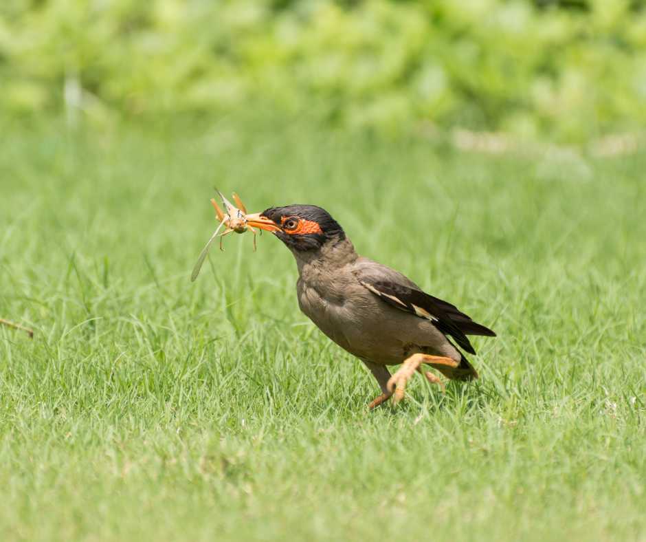 A bird with striking orange-ringed eyes clutching an insect in its beak amidst green grass, exemplifying natural pest control in ecosystems.