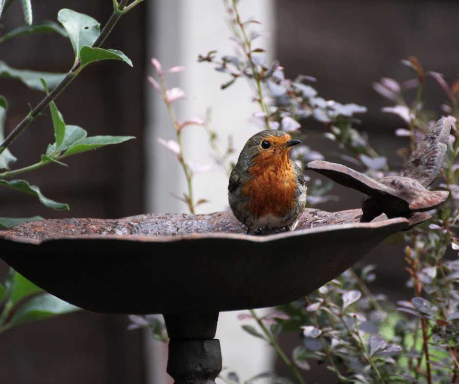 A European Robin perched on an iron bird bath in a tranquil garden setting, scouting for suitable nesting spots.