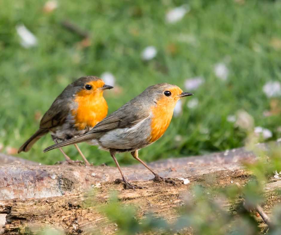 Two robins perched on a log with urban greenery in the background, representing the presence of wildlife in city landscapes.