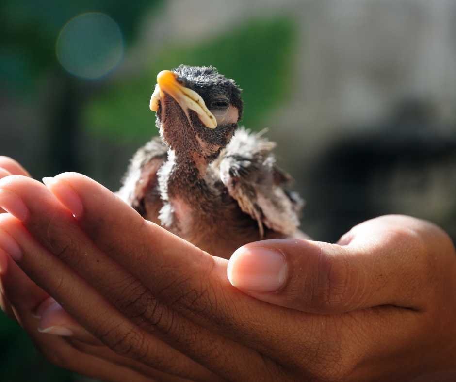 A fledgling bird being safely held in human hands, demonstrating proper care and handling techniques.