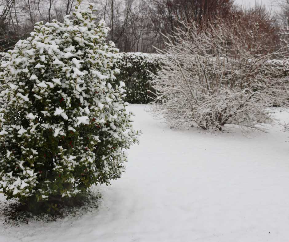 Holly bushes with vibrant red berries covered in snow in a serene garden landscape