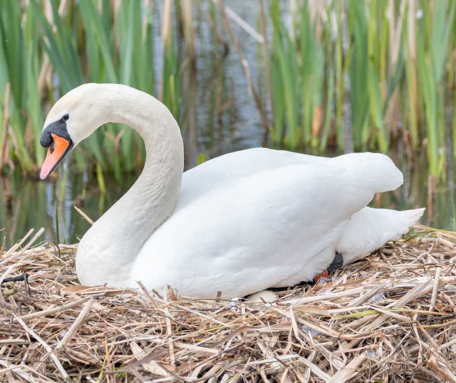 Majestic swan nesting on a natural lakeside site, surrounded by lush reeds.