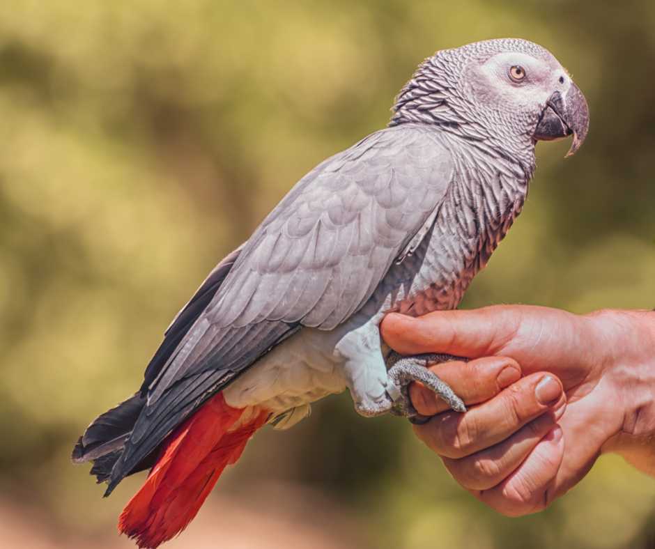 African Grey Parrot being trained to talk by a human trainer.