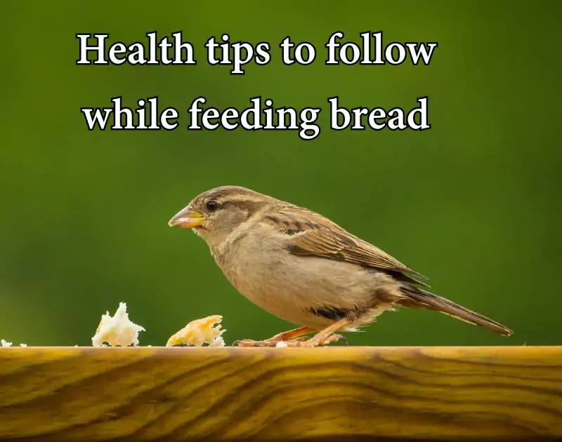 can birds eat bread