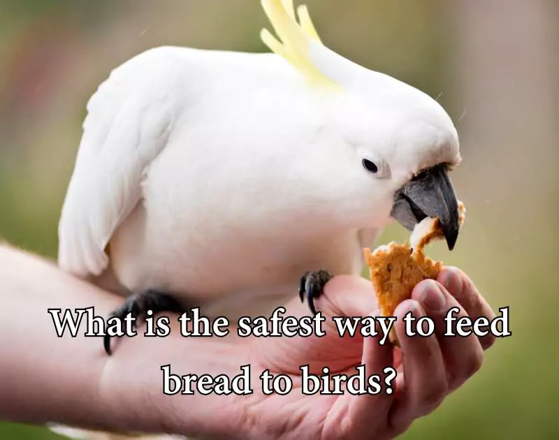 can birds eat bread