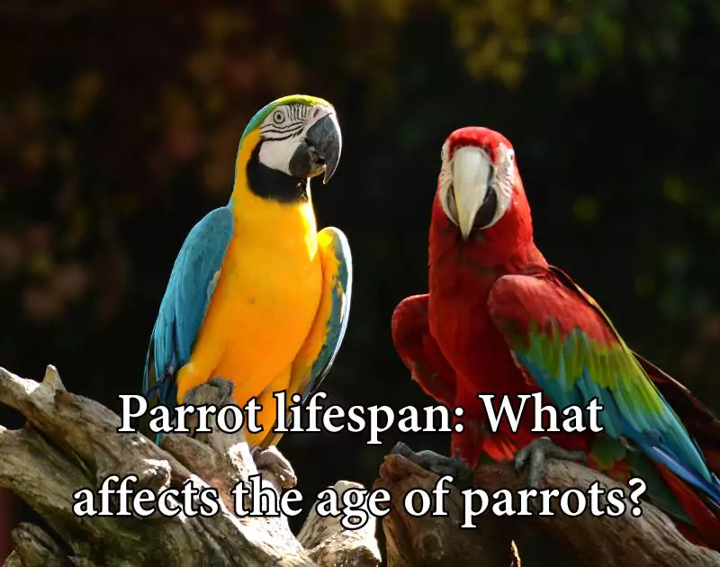 How long do parrots live
