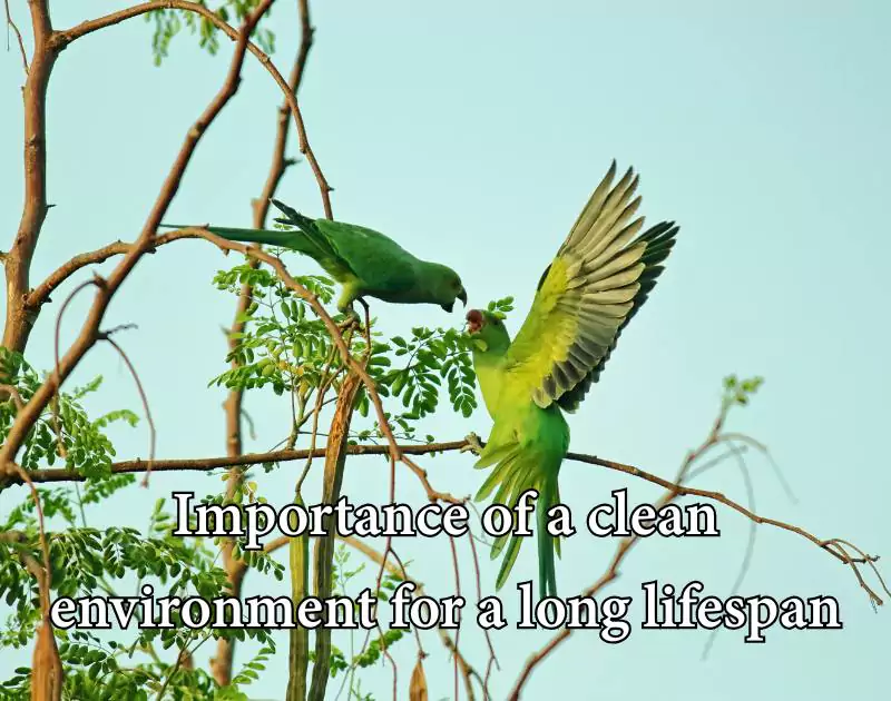 How long do parrots live