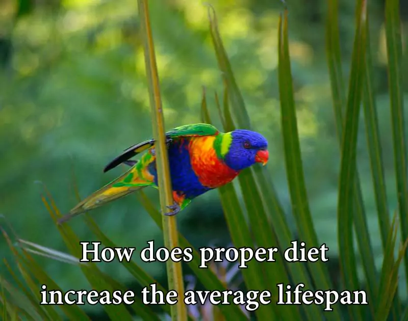 How long do parrots live