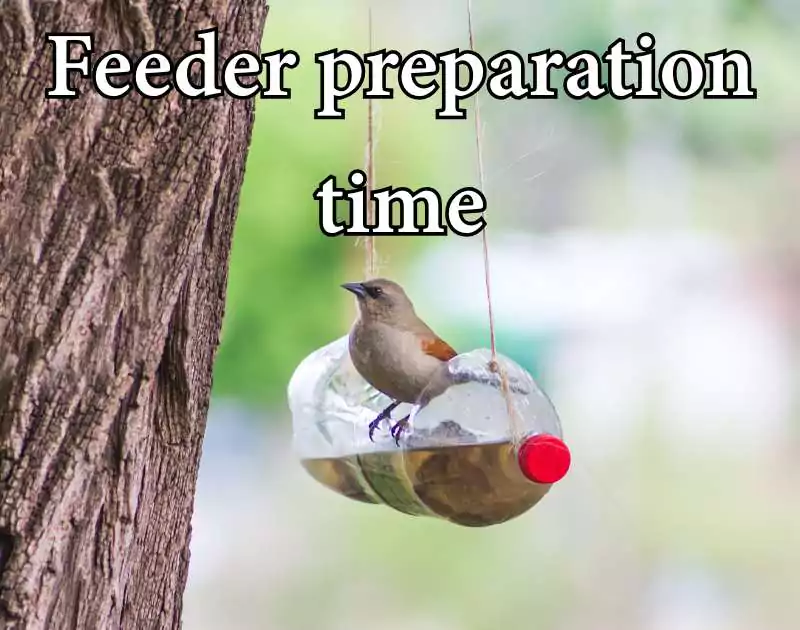 When to Put Out Hummingbird Feeders