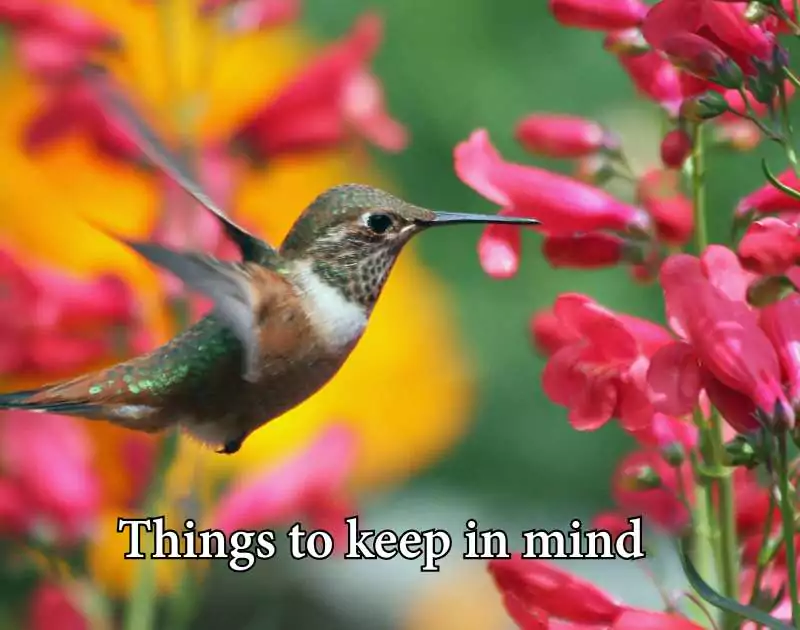 When to Put Out Hummingbird Feeders