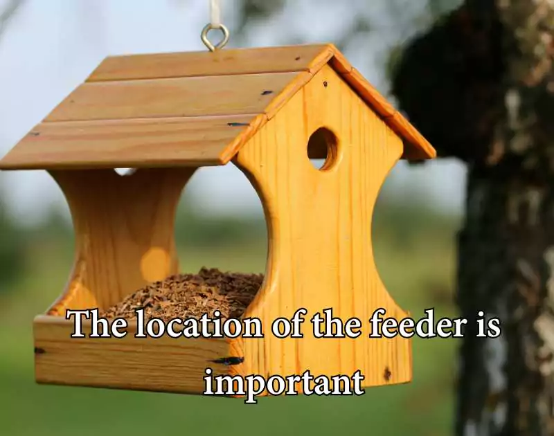 When to Put Out Hummingbird Feeders