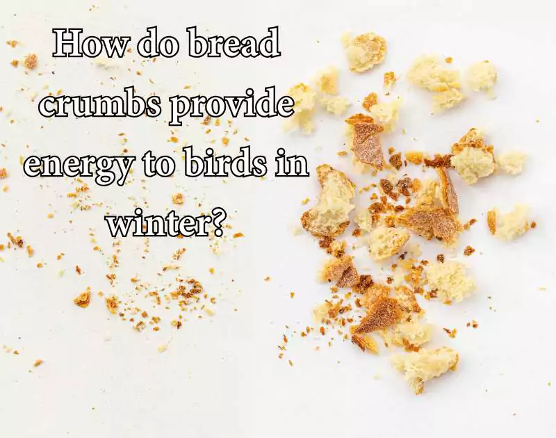 can birds eat bread