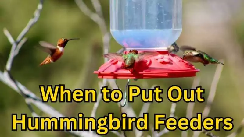 When to Put Out Hummingbird Feeders
