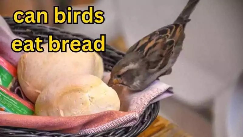 can birds eat bread