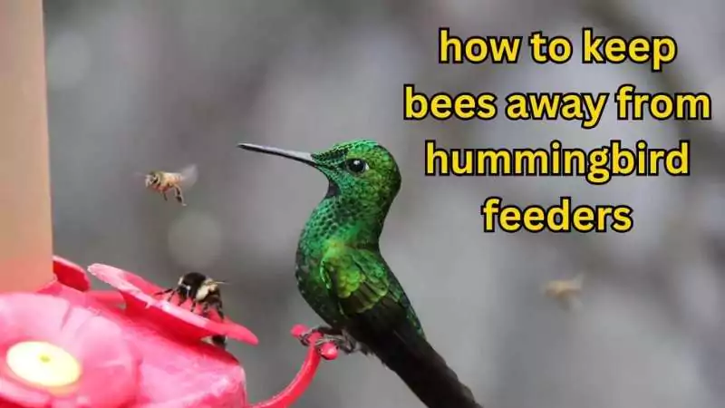 how to keep bees away from hummingbird feeders